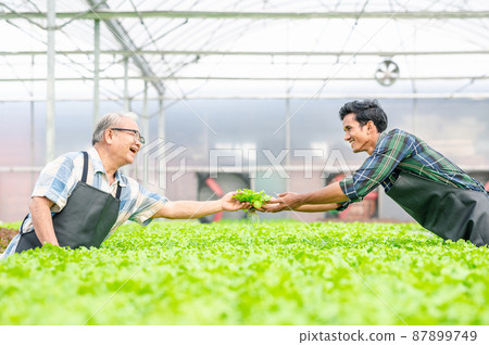 Happy Asian man and senior man in hydroponic farm Happy Asian man and senior man in hydroponic farm 87899749