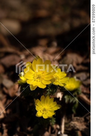 阿多尼斯·拉莫薩的形象和希望在早春的光芒中綻放 87899809