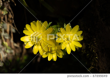Image of Adonis ramosa and hope blooming in the light of early spring Image of Adonis ramosa and hope blooming in the light of early spring 87899849