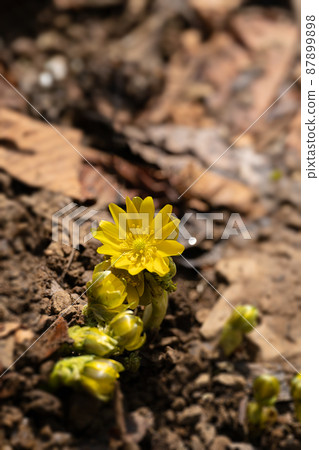 Image of Adonis ramosa and hope blooming in the light of early spring 87899898
