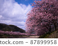 Early blooming cherry blossoms 87899958