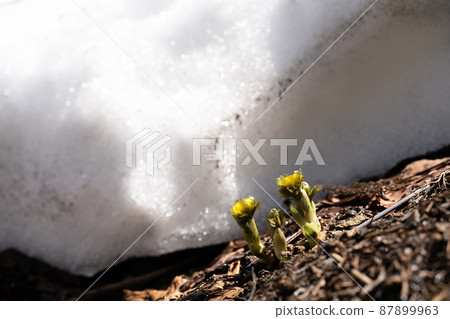 剩餘的雪和阿多尼斯拉莫薩的生長 87899963