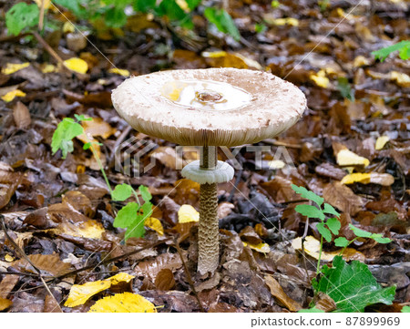 Photography to theme large beautiful poisonous mushroom 87899969