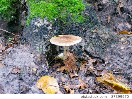 Photography to theme large beautiful poisonous mushroom 87899970