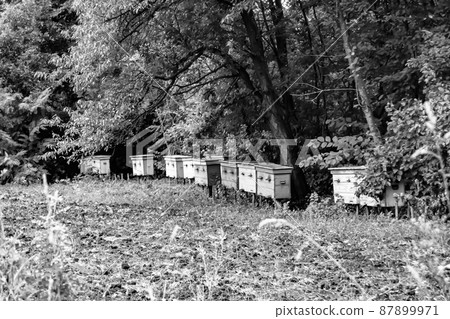 Winged bee slowly flies to beehive collect nectar 87899971