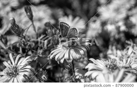 Photography to theme beautiful black butterfly Monarch Photography to theme beautiful black butterfly Monarch 87900000