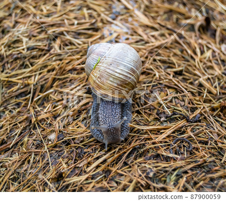 Big garden snail in shell crawling on wet road Big garden snail in shell crawling on wet road 87900059