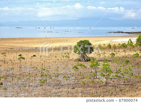 Ishigaki Island, Okinawa Prefecture Yaeyama Hirugi 87900074