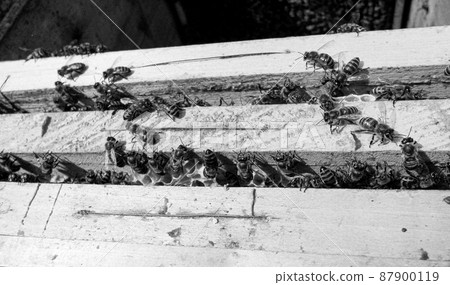 Abstract hexagon structure is honeycomb from bee hive 87900119