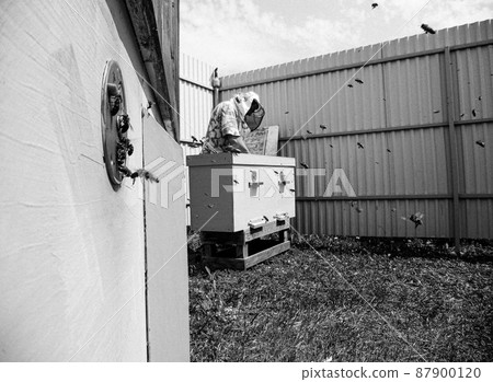 Winged bee slowly flies to beehive collect nectar 87900120