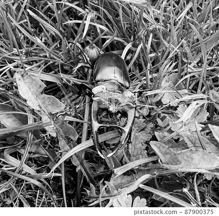 Male stag beetle with long and sharp jaws in wild forest 87900375