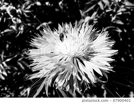 Winged bee slowly flies to the plant, collect nectar for honey 87900401