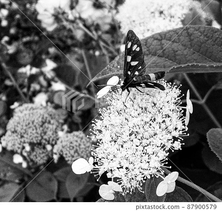 Photography to theme beautiful black butterfly Monarch Photography to theme beautiful black butterfly Monarch 87900579