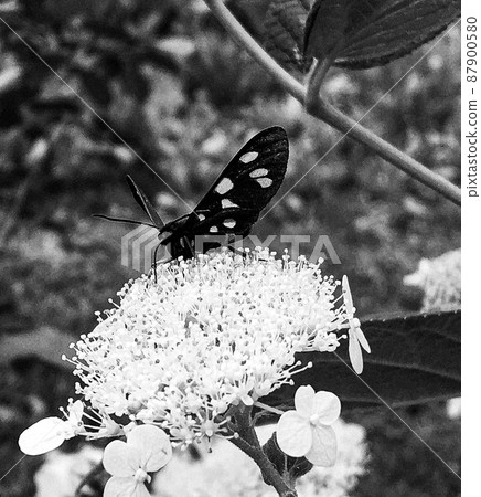 Photography to theme beautiful black butterfly Monarch Photography to theme beautiful black butterfly Monarch 87900580