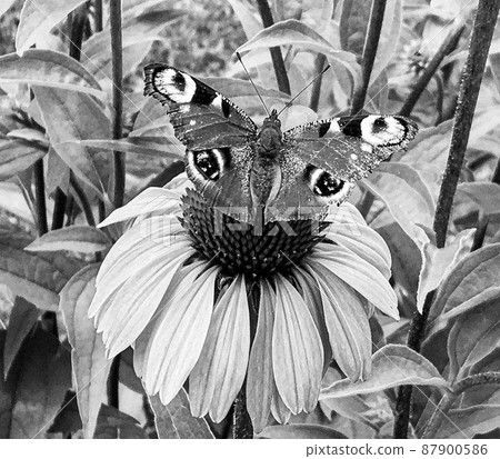 Photography to theme beautiful black butterfly Monarch Photography to theme beautiful black butterfly Monarch 87900586