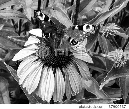 Photography to theme beautiful black butterfly Monarch Photography to theme beautiful black butterfly Monarch 87900587