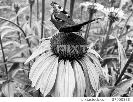 Photography to theme beautiful black butterfly Monarch Photography to theme beautiful black butterfly Monarch 87900588