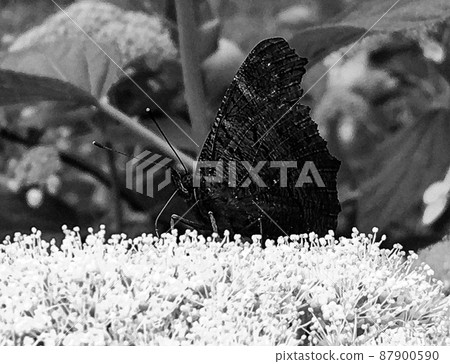 Photography to theme beautiful black butterfly Monarch Photography to theme beautiful black butterfly Monarch 87900590