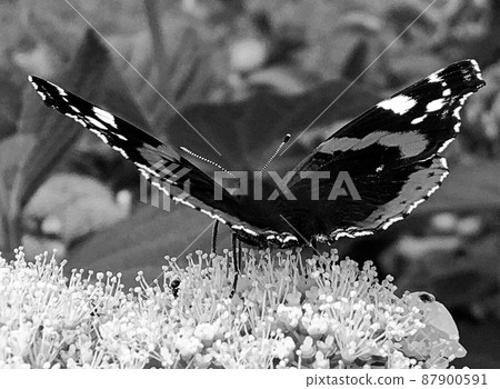Photography to theme beautiful black butterfly Monarch Photography to theme beautiful black butterfly Monarch 87900591