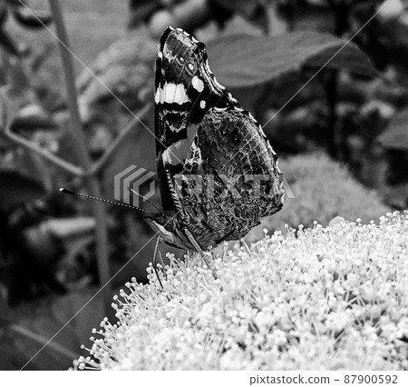 Photography to theme beautiful black butterfly Monarch Photography to theme beautiful black butterfly Monarch 87900592