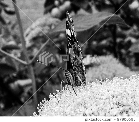 Photography to theme beautiful black butterfly Monarch Photography to theme beautiful black butterfly Monarch 87900593