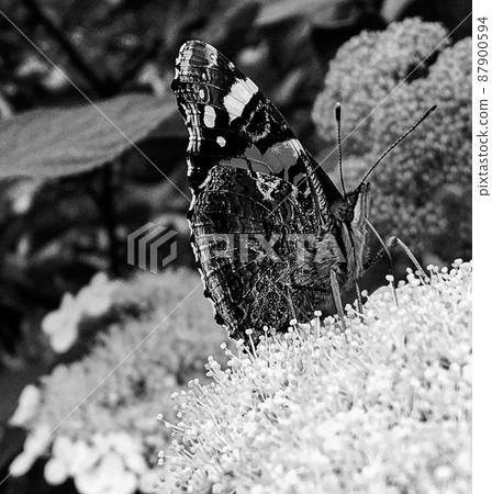 Photography to theme beautiful black butterfly Monarch 87900594