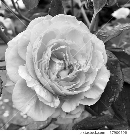 Bouquet wildflowers prickly rose blooming in garden Bouquet wildflowers prickly rose blooming in garden 87900596