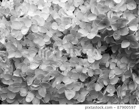 Bouquet wildflowers close up blooming in garden Bouquet wildflowers close up blooming in garden 87900597