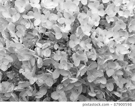 Bouquet wildflowers close up blooming in garden 87900598