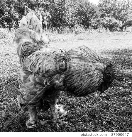 Rooster crowing looking for food in natural grass 87900647
