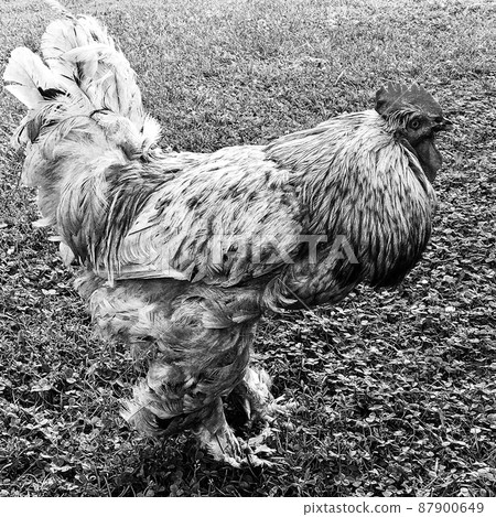 Rooster crowing looking for food in natural grass 87900649