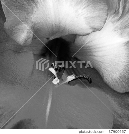 Bouquet wildflowers close up blooming in garden 87900667