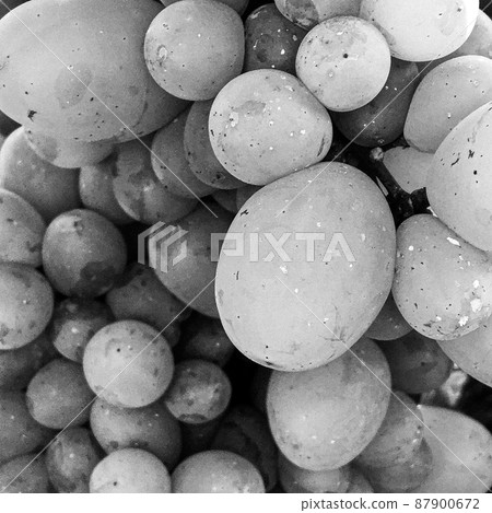 Photography on theme beautiful berry bush grape Photography on theme beautiful berry bush grape 87900672