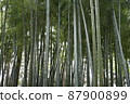 Bamboo forest 1 87900899