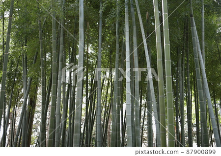 Bamboo forest 1 87900899