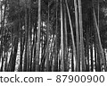 Bamboo forest 2 monochrome 87900900