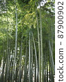 Bamboo forest 4 87900902