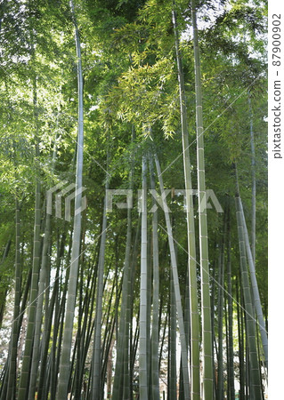 竹林4 竹林4 87900902