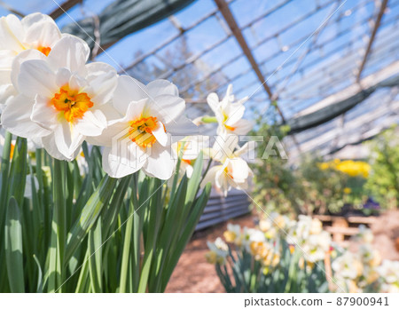 white daffodils first spring flowers grown in greenhouse. 87900941