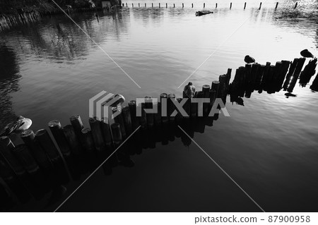 Resting duck 2 Resting duck 2 87900958