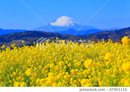 Ninomiya Town Azumayama Park Rapeseed field and Mt. Fuji Ninomiya Town Azumayama Park Rapeseed field and Mt. Fuji 87901110