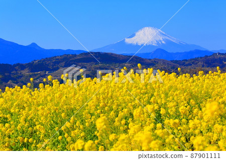 Ninomiya Town Azumayama Park Rapeseed field and Mt. Fuji 87901111