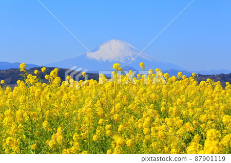 Ninomiya Town Azumayama Park Rapeseed field and Mt. Fuji Ninomiya Town Azumayama Park Rapeseed field and Mt. Fuji 87901119
