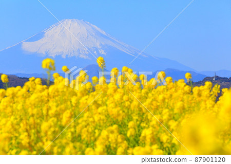 Ninomiya Town Azumayama Park Rapeseed field and Mt. Fuji 87901120