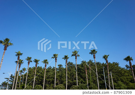 Palm tree Palm tree 87901309