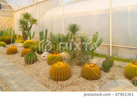 Cactus plants set with rocks in garden desert in industry farm in agriculture concept. Nature landscape background. 87901361