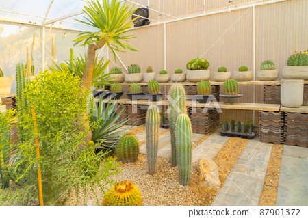 Cactus plants set with rocks in garden desert in industry farm in agriculture concept. Nature landscape background. Cactus plants set with rocks in garden desert in industry farm in agriculture concept. Nature landscape background. 87901372