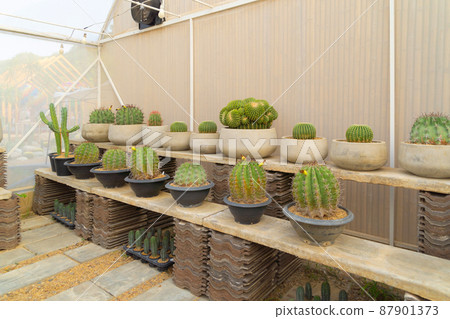 Cactus plants set with rocks in garden desert in industry farm in agriculture concept. Nature landscape background. Cactus plants set with rocks in garden desert in industry farm in agriculture concept. Nature landscape background. 87901373