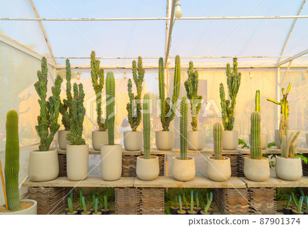 Cactus plants set with rocks in garden desert in industry farm in agriculture concept. Nature landscape background. Cactus plants set with rocks in garden desert in industry farm in agriculture concept. Nature landscape background. 87901374