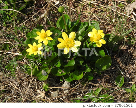 毛茛科多年生植物“小白屈菜” 毛茛科多年生植物“小白屈菜” 87901501